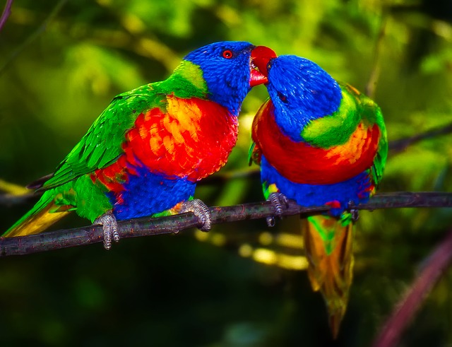 parrots-1973534_640