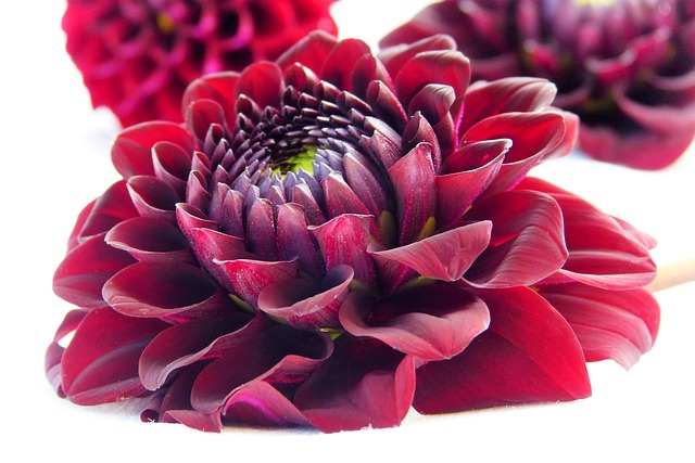 dahlia-2665358_640