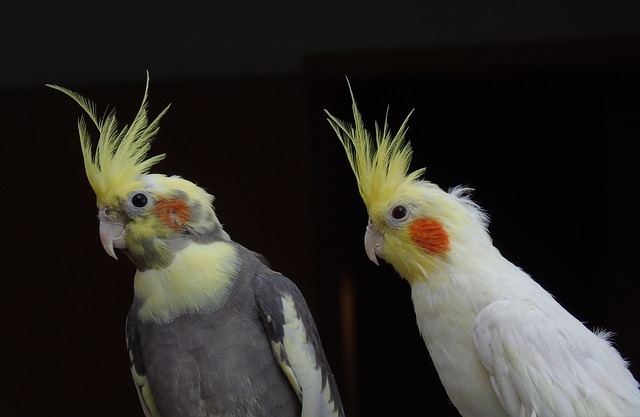 cockatiel-2095771_640