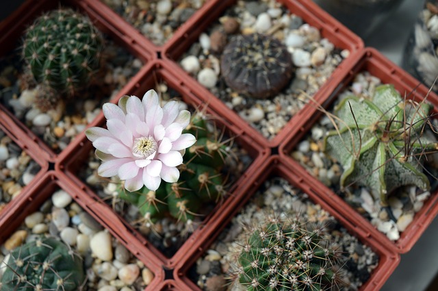 plants-in-pots-1536501_640