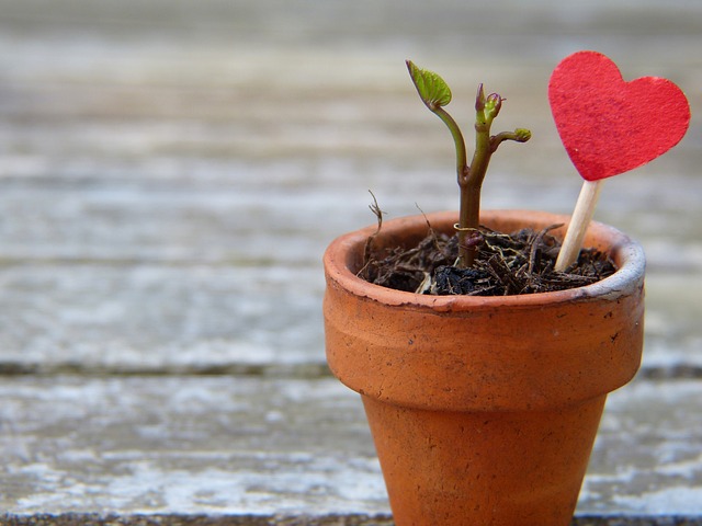 flowerpot-2756428_640
