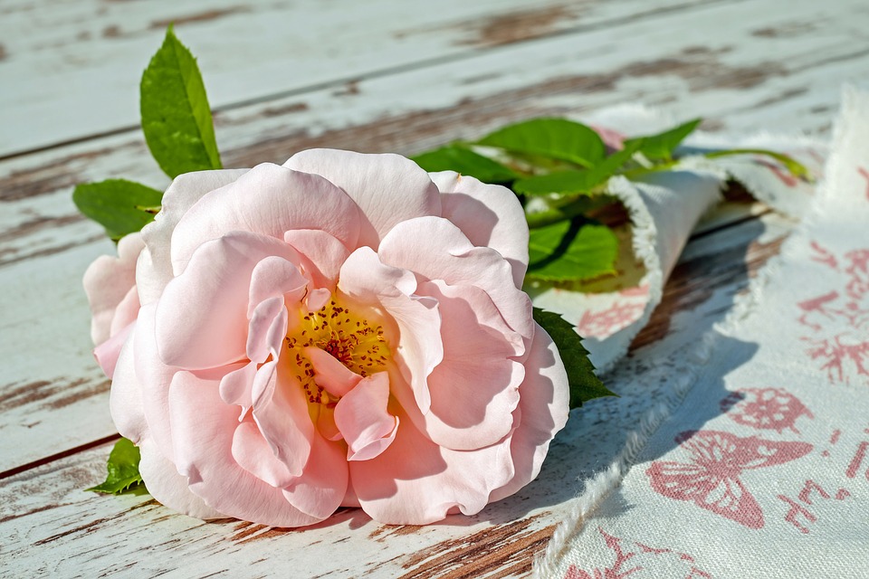 rose-2378156_960_720