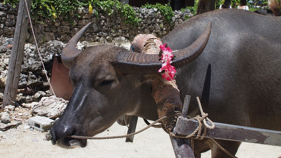 buffalo-682665_960_720