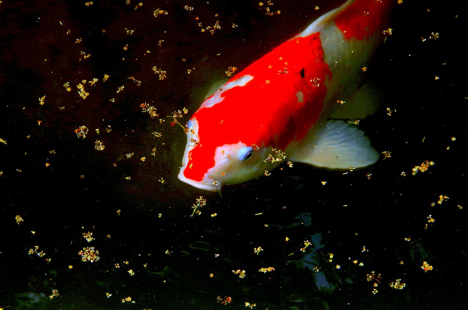 carp-3786348_960_720