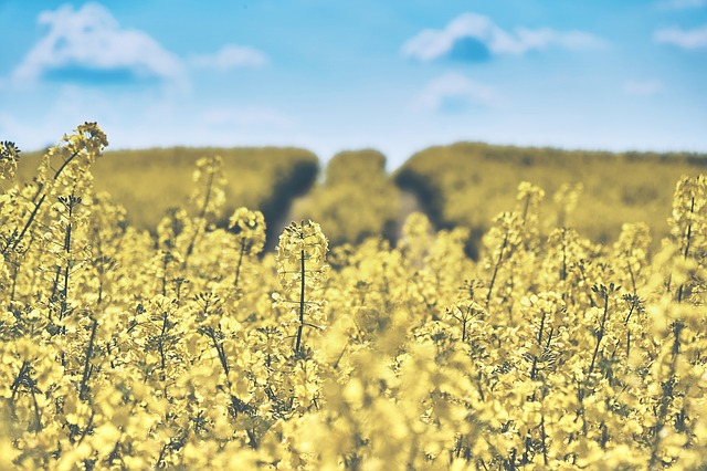 field-of-rapeseeds-1433380_640