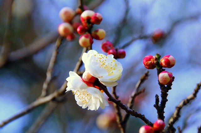 plum-2317945_640