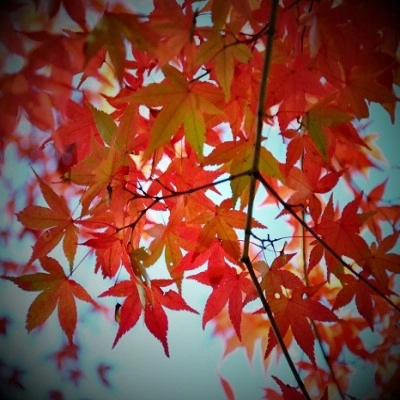 薫（カオル）霊能者