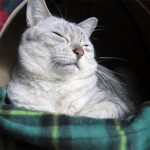 いびき、寝相で眠れない