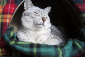 いびき、寝相で眠れない
