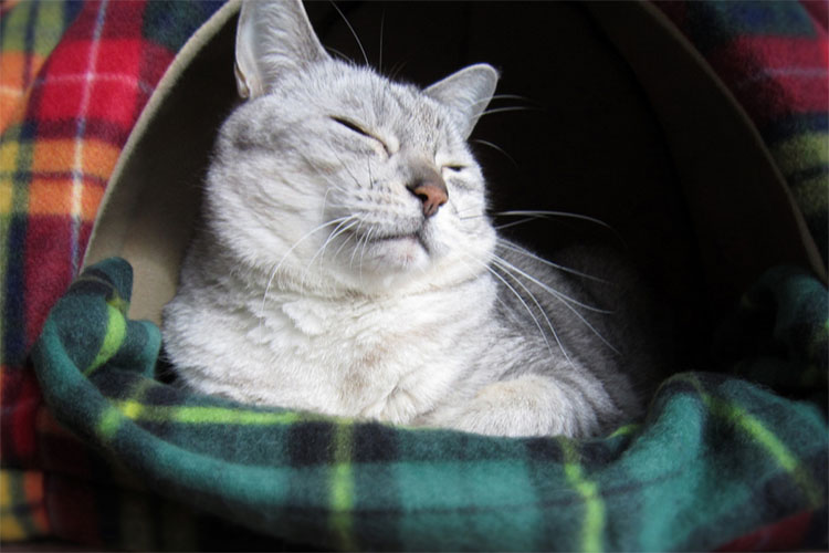 いびき、寝相で眠れない